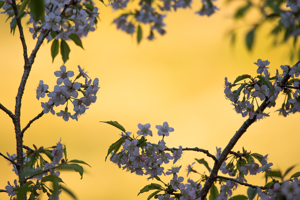 「ヒマラヤ桜の艶姿」
