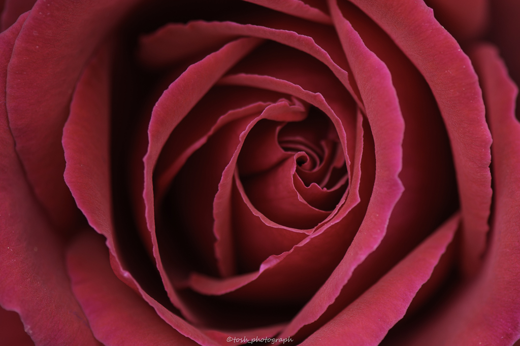 「Rose」