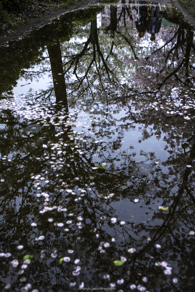 「水桜１」