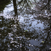 「水桜１」