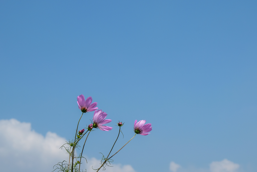 「夏色コスモス」