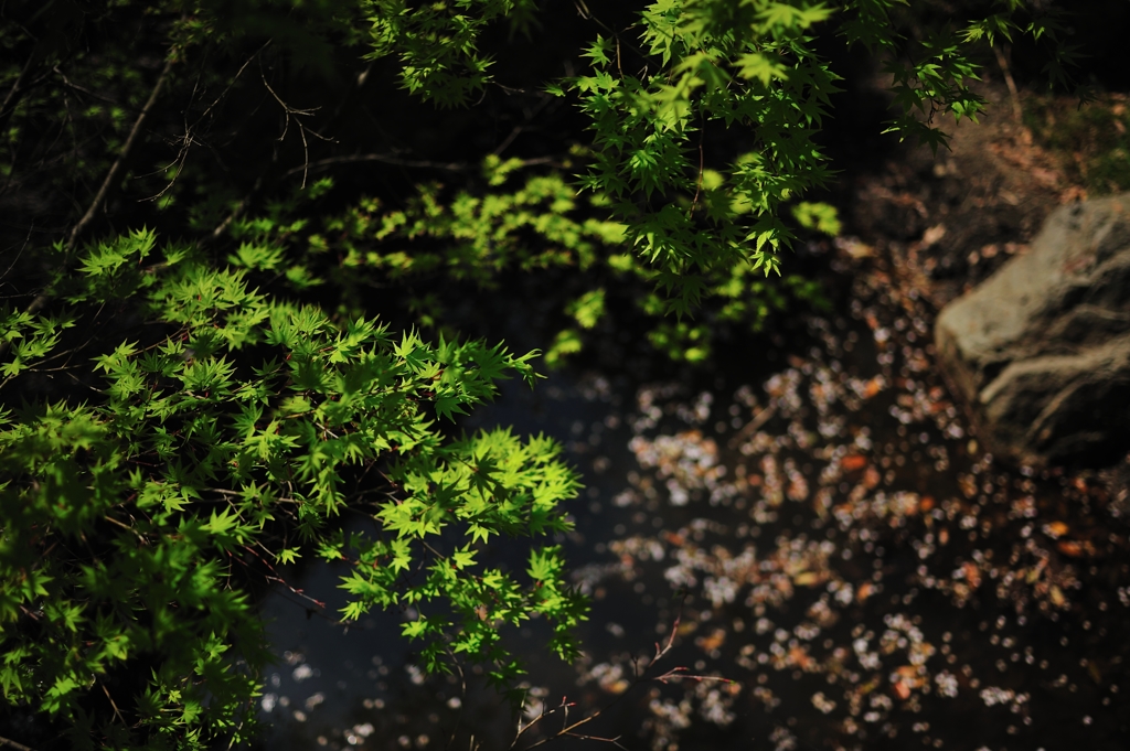 緑もみじとさくら