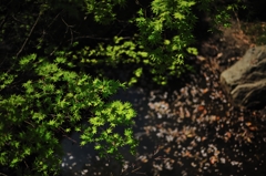 緑もみじとさくら