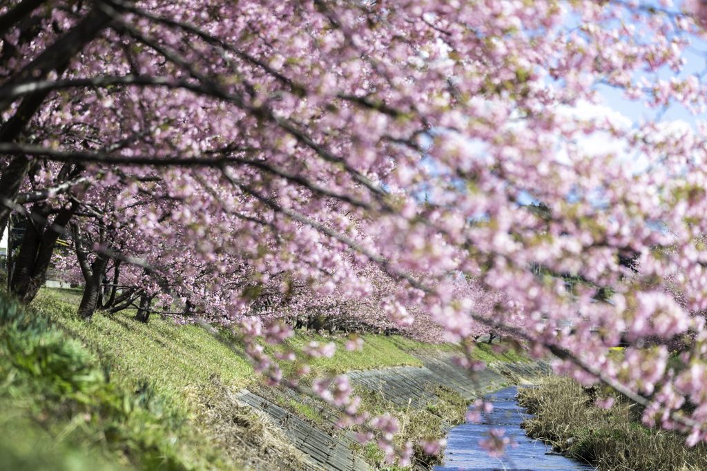「桜日和」