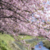 「桜日和」