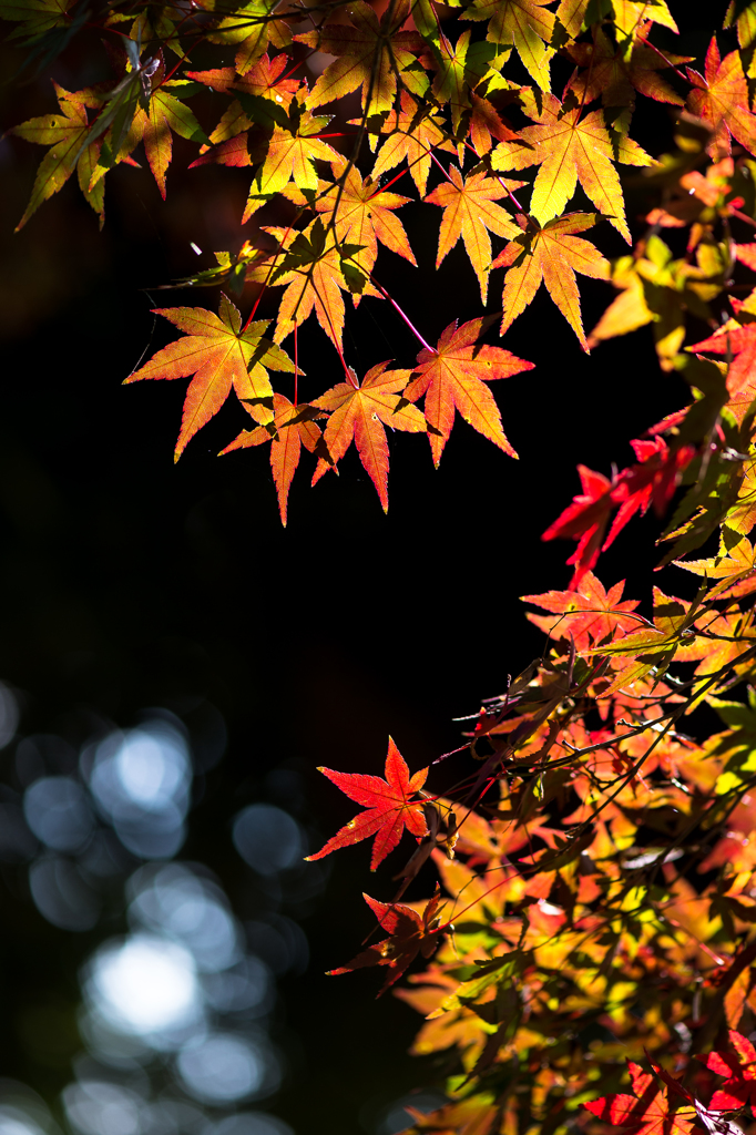 「晩秋の木陰」