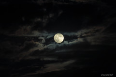 「Moon　Night」