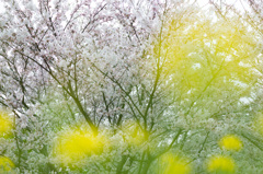 「春の薫　桜色」