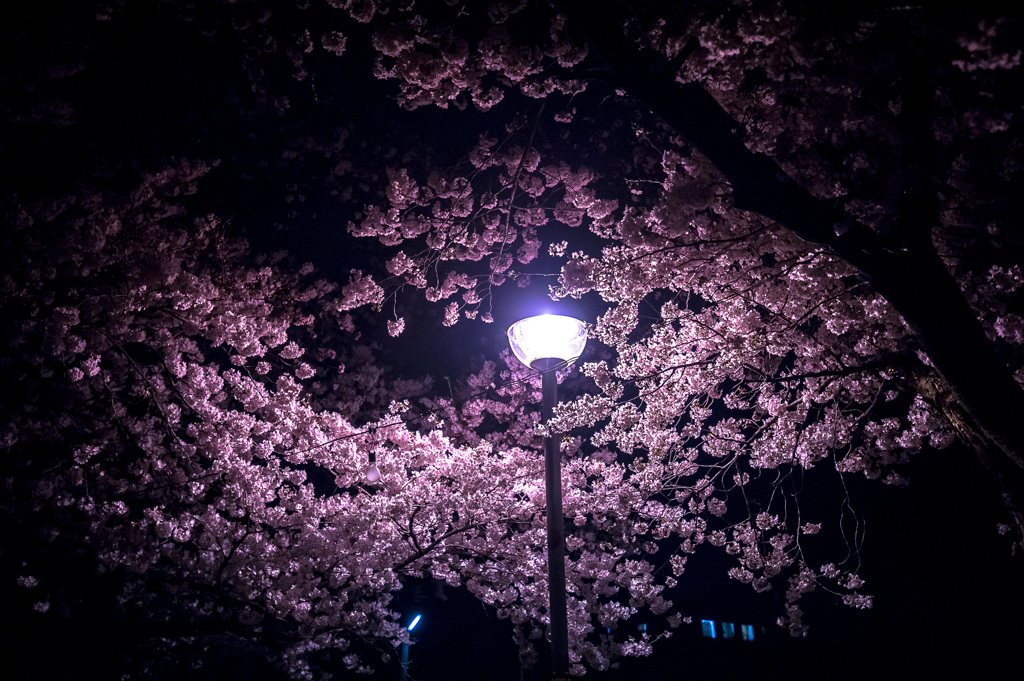 「宵桜の愁い」