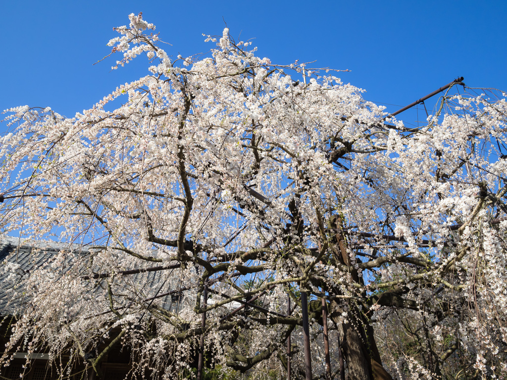 「爽　桜」