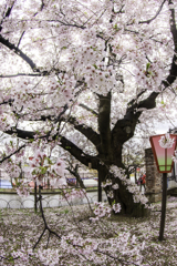 「雨のソメイヨシノ」