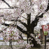 「雨のソメイヨシノ」