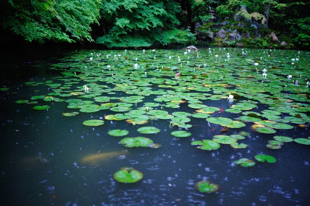 「蓮池」