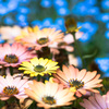 「Fleur brillante .#5」