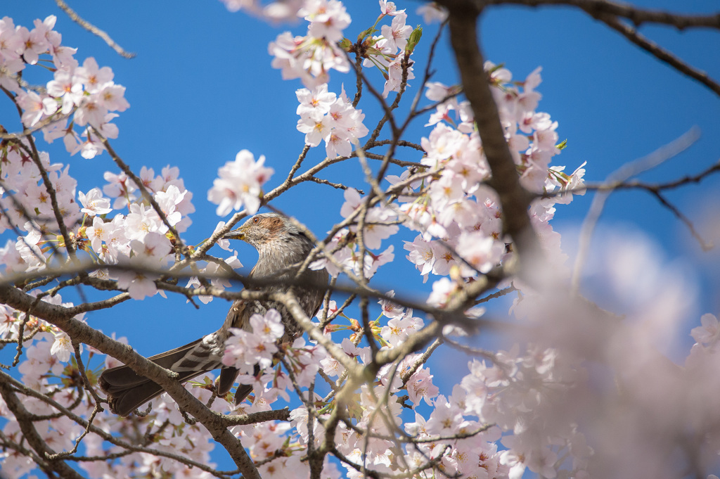 「桜の季節を思い出して」