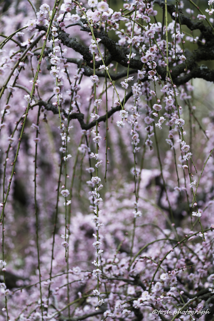 「梅時雨」