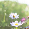 「秋桜2輪」