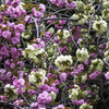 「八重桜と御衣黄桜」