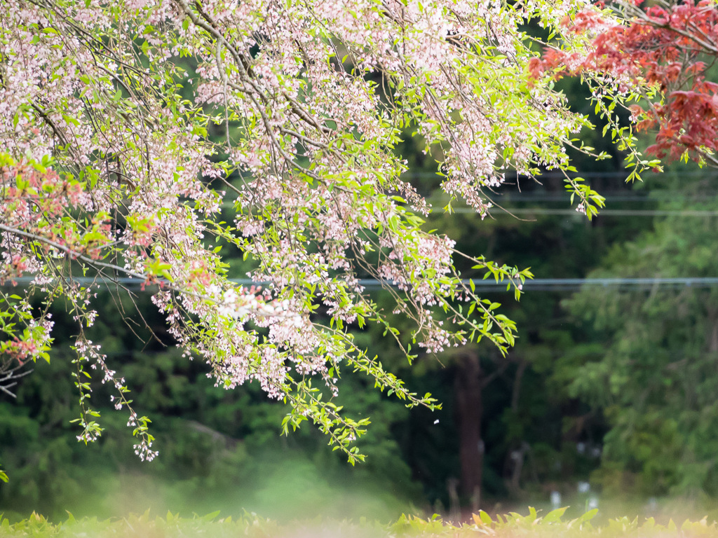 「散桜」