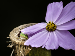 「華蛙」