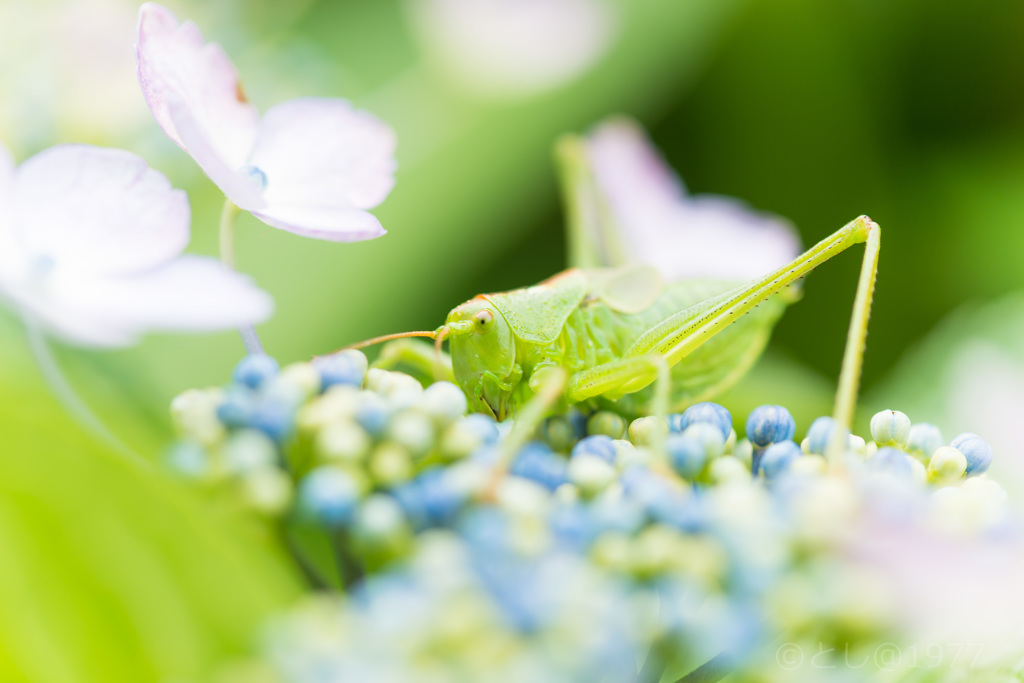 「Hydrangea and grasshopper」