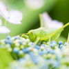 「Hydrangea and grasshopper」