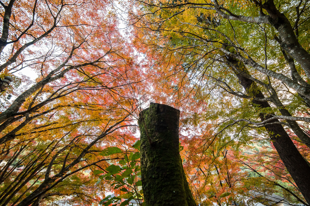 「紅集まるそこに・・・」