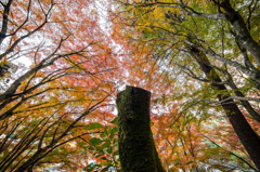「紅集まるそこに・・・」
