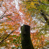 「紅集まるそこに・・・」
