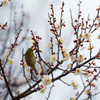 「春花繚乱」