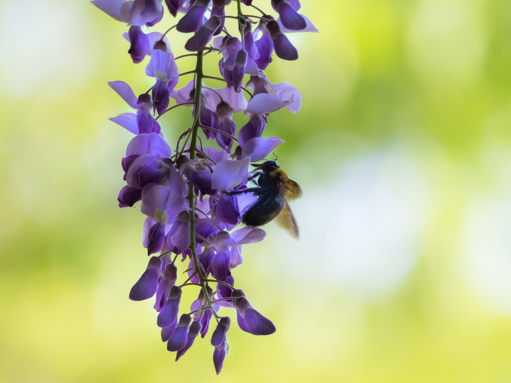 「藤の花に初夏の薫りを感じる」