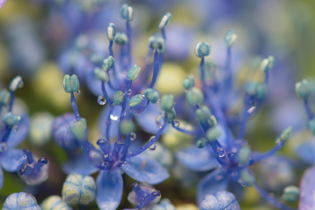 「a hydrangea city」