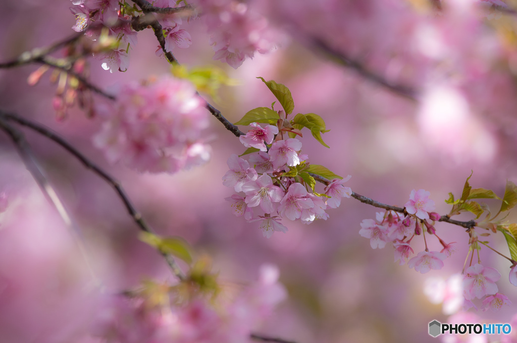 「河津桜」