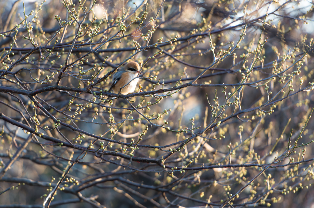 「梅蕾と百舌鳥」