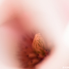 「モクレンの肢体４」