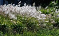 「Pampas　grass.4*銀昇」