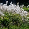 「Pampas　grass.4*銀昇」