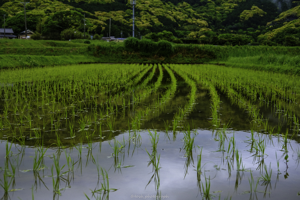 「雨上がりの田圃」