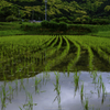 「雨上がりの田圃」
