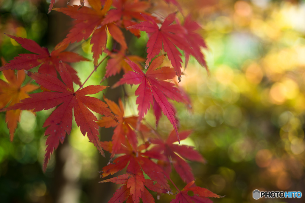 「一期一会　紅葉　」
