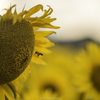 「SUN　ＦＬＯＷＥＲ」