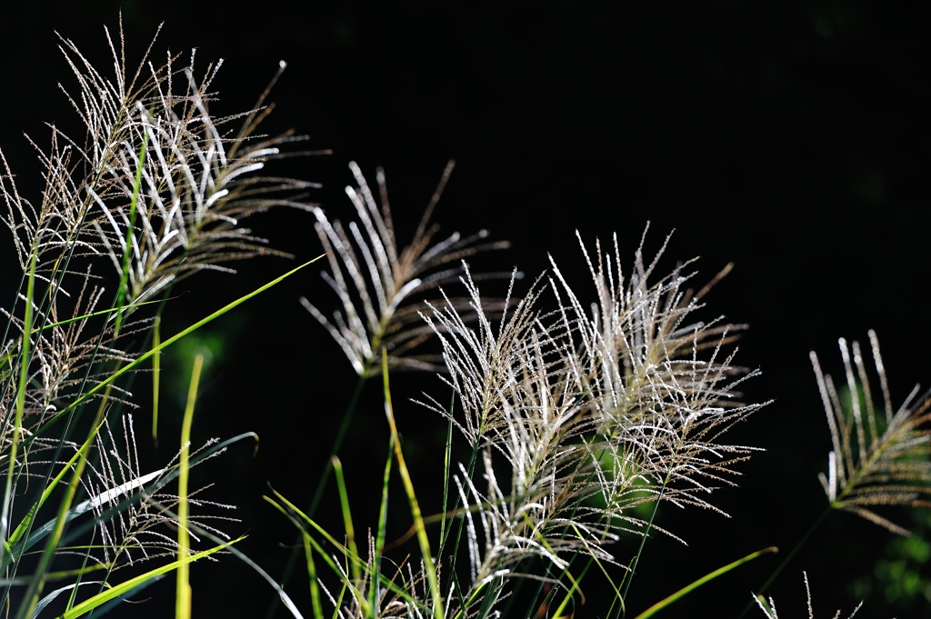「Pampas　grass.1*秋薫る」