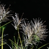 「Pampas　grass.1*秋薫る」
