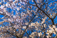 「桜　いっぱい」