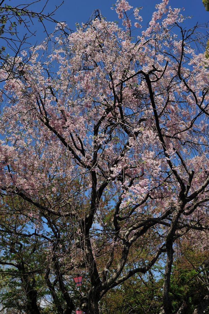 枝垂れ桜