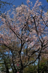 枝垂れ桜