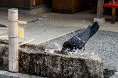 「カラスの行水」