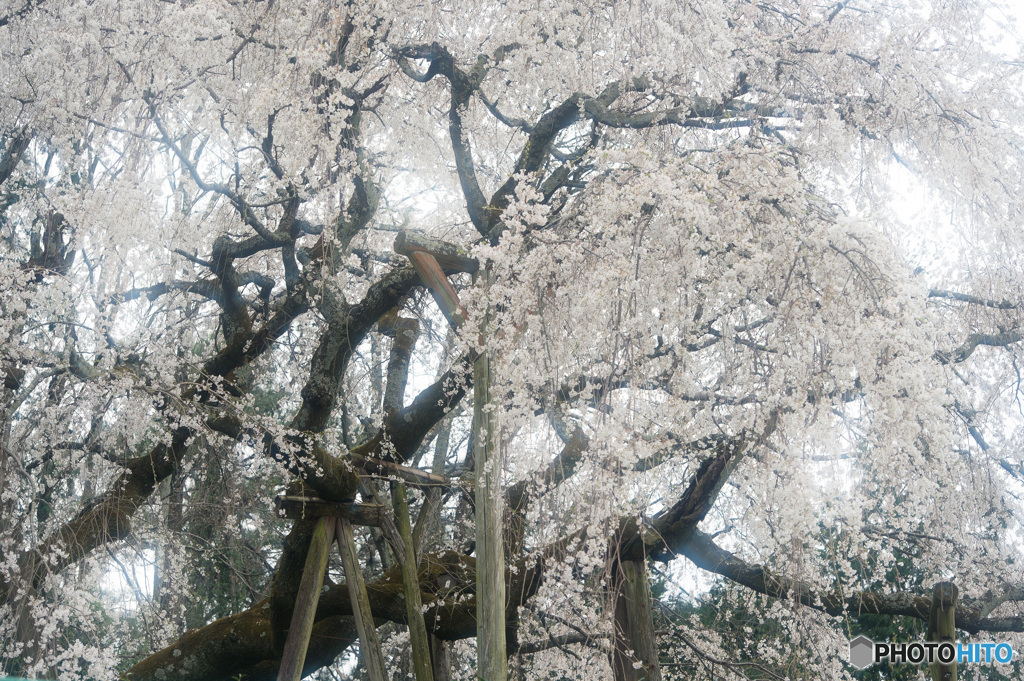 「曇り空の枝垂れ桜」