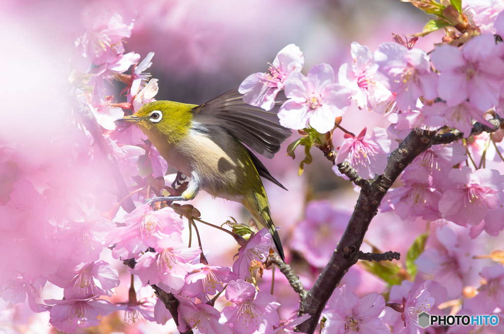 「春色」