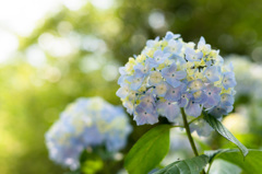 「光たたえる梅雨の花」